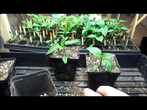 how to replant peppers