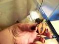 videos de Turtlee Doooooooo!!!