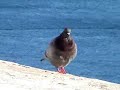 Some friends remembered..pigeons..and sparrow Some friends remembered..pigeons..and sparrow