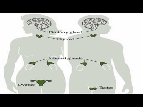 homeostasis analogy Homeostasis can be defined as a property of an organism or system that helps it maintain its parameters within a normal range of values it is key. homeostasis analogy Homeostasis can be defined as a property of an organism or system that helps it maintain its parameters within a normal range of values it is key.