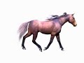 Carrara 6 Pro Dynamic Hair Animation Test