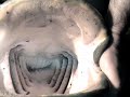 very big fish ( Silurus glanis = yay?n bal??? ) very big fish ( Silurus glanis = yay?n bal??? )
