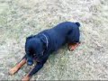 Wyko, My Dog