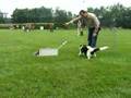 Flyball Senna
