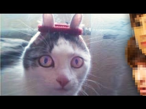 Insane Cat%21