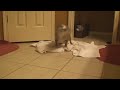 Queenie Takes A Shower