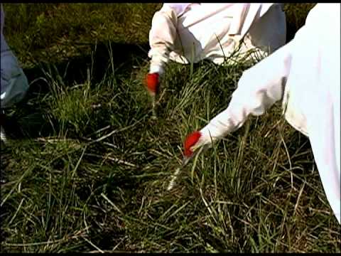 Whooping - This video shows Operation Migration filling the role of surrogate parents for whooping cranes hatched in captivity, in an incubator. Using delta wing flying...
