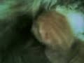 Gatta che ha partorito due cuccioli Gatta che ha partorito due cuccioli