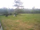Cows yay!! PULL OVER! COWS!!