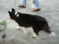 lenox trotting