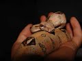 Boa constrictor imperator colombien pastel