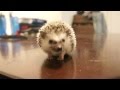 Baby Hedgehog's First Mealworm