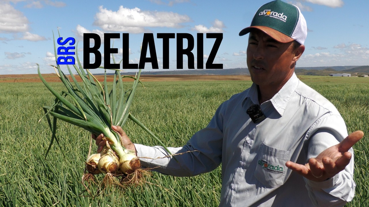 Produtor aprova plantio da cebola BRS Belatriz