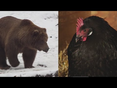 Chicken wins election to become president of Alaska Zoo