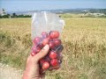 Camino-de-Santiago-2