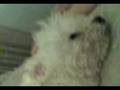 mamucha y chochi