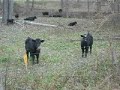 Cow With Heart