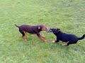 Cliquez pour voir la vid�o