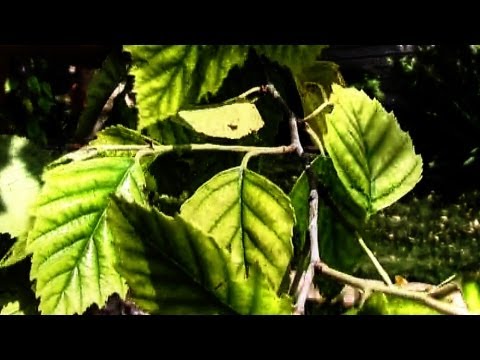 how to fertilize birch tree