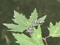 i visited rhodes in 2002 and filmed this in the unique valley of the butterflies. the butterfly has the greece name petaloudes (gepunkteter harlekin) and lives only in this valley near the ambertrees. as you can see in this film the crabs like him very much for dinner. he is their favorite meal and they think that his meat is delicious. the music is by tim blake the keyboard player from the bands gong and hawkwind.