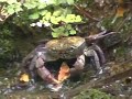 i visited rhodes in 2002 and filmed this in the unique valley of the butterflies. the butterfly has the greece name petaloudes (gepunkteter harlekin) and lives only in this valley near the ambertrees. as you can see in this film the crabs like him very much for dinner. he is their favorite meal and they think that his meat is delicious. the music is by tim blake the keyboard player from the bands gong and hawkwind.