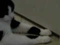 videos de harley bbtiger paw games