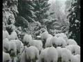 snowfall