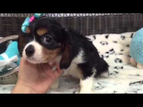 Sweetheart, Tri color Cavalier female
