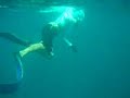 Spearfishing in Dubai , Cobia. Spearfishing in Dubai , Cobia.