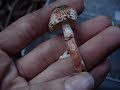 Mushroom Hunting: Lepiota flammeatincta, Caulorhiza umbonata Mushroom Hunting: Lepiota flammeatincta, Caulorhiza umbonata