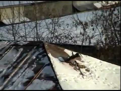 Raven Snow