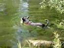 Riley at Buck Creek