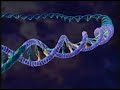 HIV Replication HIV Replication