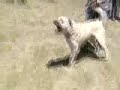 The Last Wolf Warrior Kurdish Shepherd Dog KANGAL Sivas 58 The Last Wolf Warrior Kurdish Shepherd Dog KANGAL Sivas 58