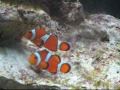Clown fish dance (mating)