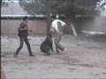 Boyero de Flandes video