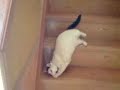 Slinky Cat