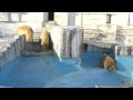 氷と戯れるホッキョクグマ
