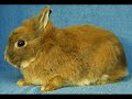 Hasen (Schnuffel - Kuschelsong)