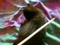 Zora,  das kleine Katzenbaby