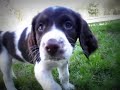 chien,,