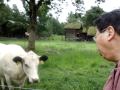 TRAN QUANG HAI sings overtones in front of a cow at the Norsk Folke Museum, Bygdoy, Norway