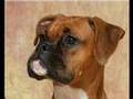 Boxer - Phoebe Buffay - Petco Entry #492