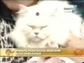 Cat Model Nikole no Programa Bom dia Mulher da Band