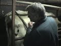 Melken voor de allerlaatste keer Melken voor de allerlaatste keer