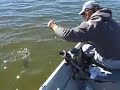 cleaning-salmon-technique-coho-tyee-trout.html