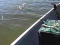 Line Breaker Monster Trout Attack Bait go arobatic