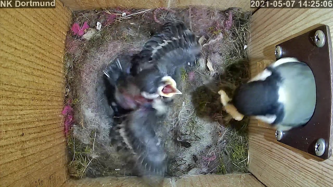 Fütterung bis zum klassischen Fresskoma! | Tag 14 | 07.05.2021