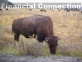 Bisons from Yellowstone National Park