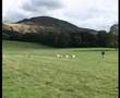 English National Sheepdog Trials 2007 - Tom Huddleston